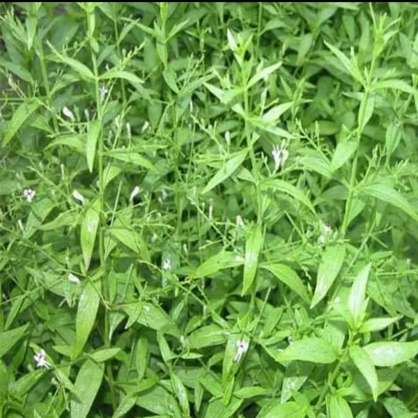 Kalmegh_Andrographis_Paniculata_Live_Medicinal_Plant