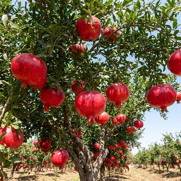 Pomegranate