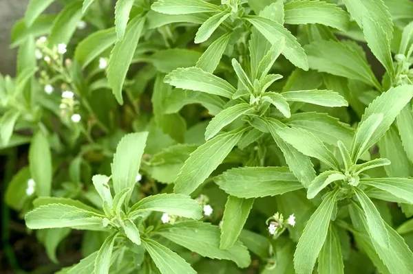 Live_Stevia_Plant