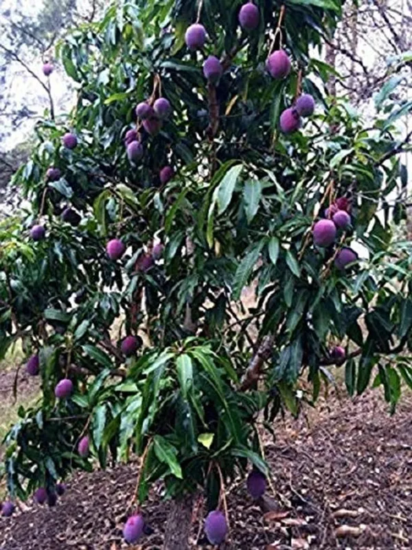 Purple_Mango_Fruit_Plant