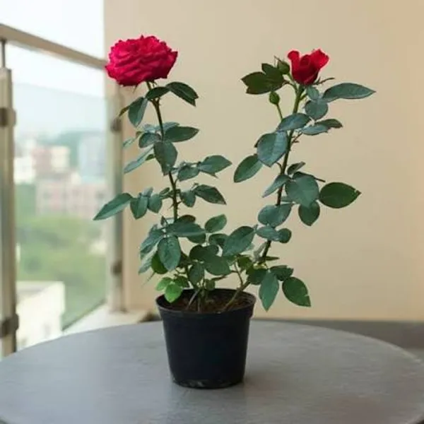 Red_Rose_Live_Plant