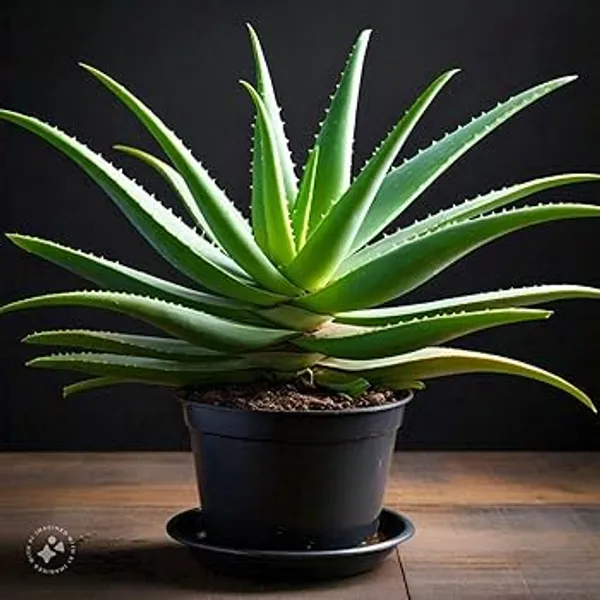 Aloe_Vera_Plant