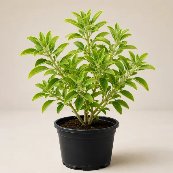 Live_Ornamental_Plant