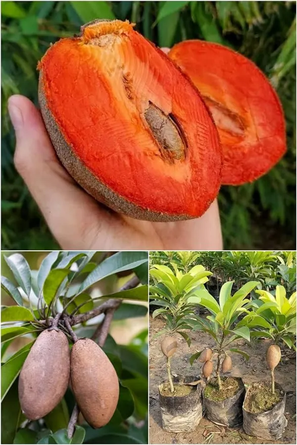 Sapodilla_Chikoo_Plant_Live_Sapling,_Sapota_Fruit_Plant_for_Home_Garden,_Terrace_&_Orchard_Plantation_Healthy_Live_Fruit_Plant_for_Outdoor_Growing