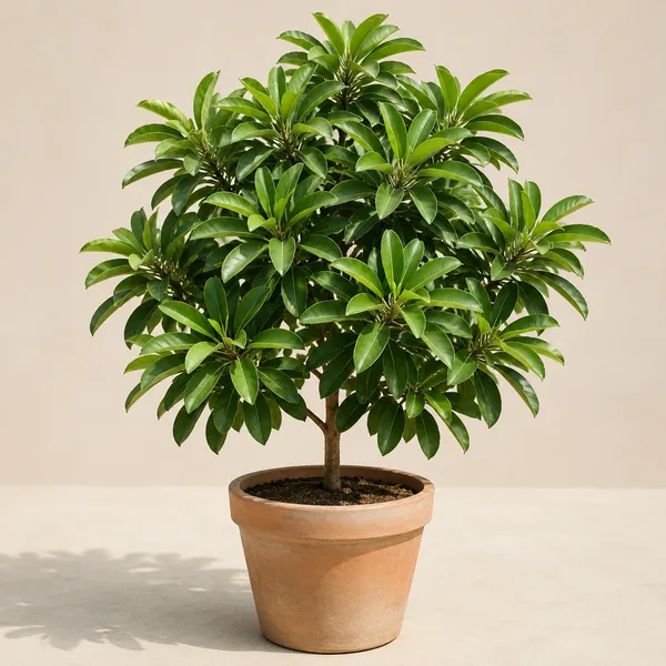 Sapodilla_Chikoo