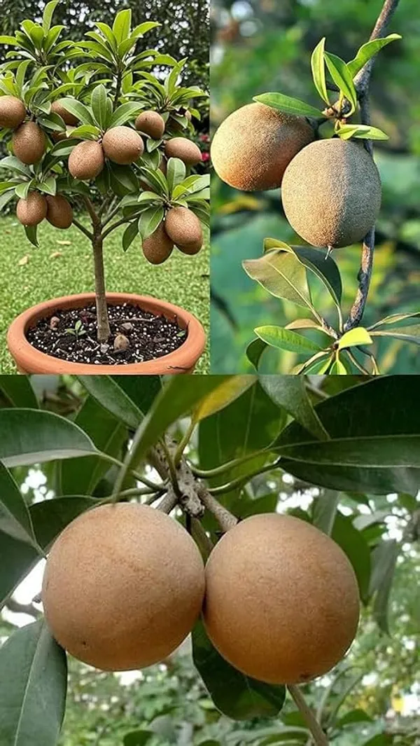 Sapodilla_Chikoo_Plant_Live_Sapling,_Sapota_Fruit_Plant_for_Home_Garden,_Terrace_&_Orchard_Plantation_Healthy_Live_Fruit_Plant_for_Outdoor_Growing