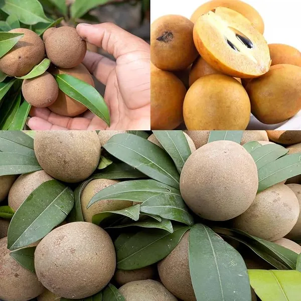 Sapodilla_Chikoo_Plant_Live_Sapling,_Sapota_Fruit_Plant_for_Home_Garden,_Terrace_&_Orchard_Plantation_Healthy_Live_Fruit_Plant_for_Outdoor_Growing
