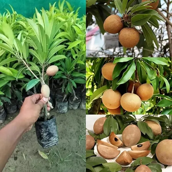 Sapodilla_Chikoo_Plant_Live_Sapling,_Sapota_Fruit_Plant_for_Home_Garden,_Terrace_&_Orchard_Plantation_Healthy_Live_Fruit_Plant_for_Outdoor_Growing