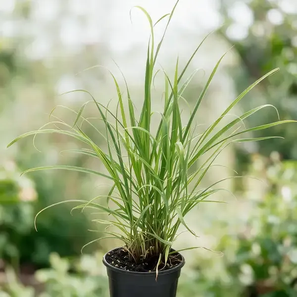 Lemongrass_Plant