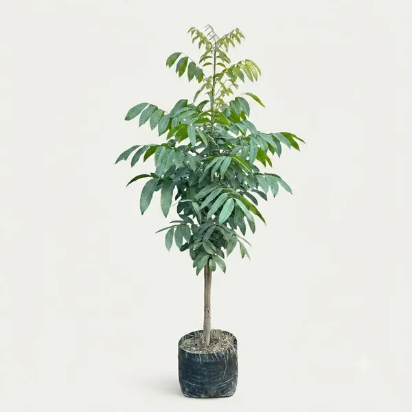 Mahogany_Plant_In_Grow_Bag