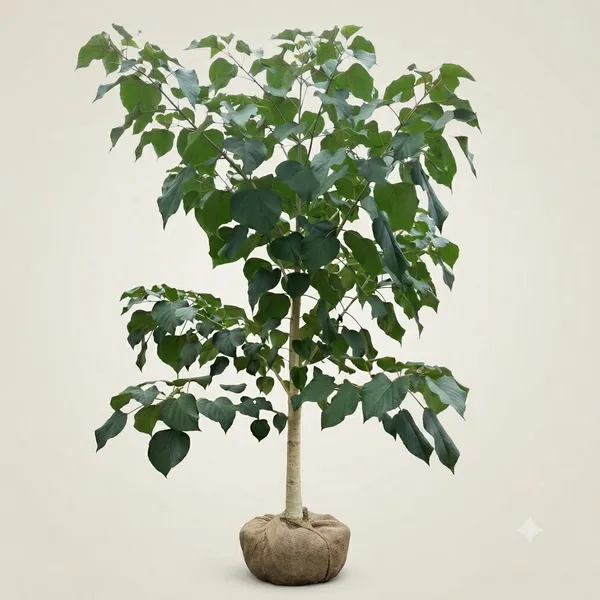 Live_Heart_Leaf_Tree_Sapling_Plant_Gamhar