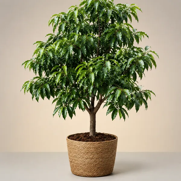 Purple_Mango_Fruit_Plant