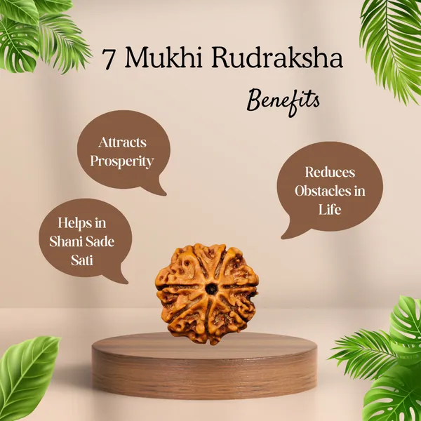Original_7_Mukhi_Nepali_Rudraksha_with_Lab_Certification_–_Saat_Mukhi_(Nepal_Origin)_|_Nandavya