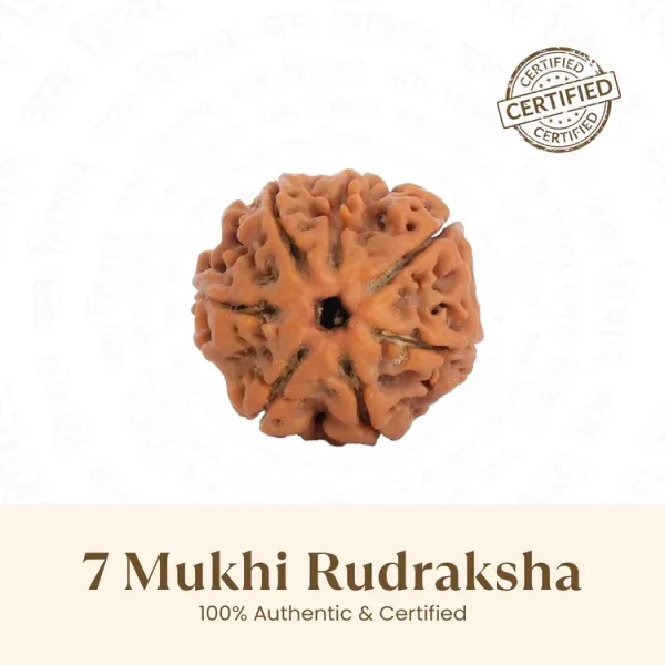 Original_7_Mukhi_Nepali_Rudraksha_with_Lab_Certification_–_Saat_Mukhi_(Nepal_Origin)_|_Nandavya