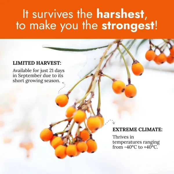 Sea_Buckthorn_Herbal_Capsules