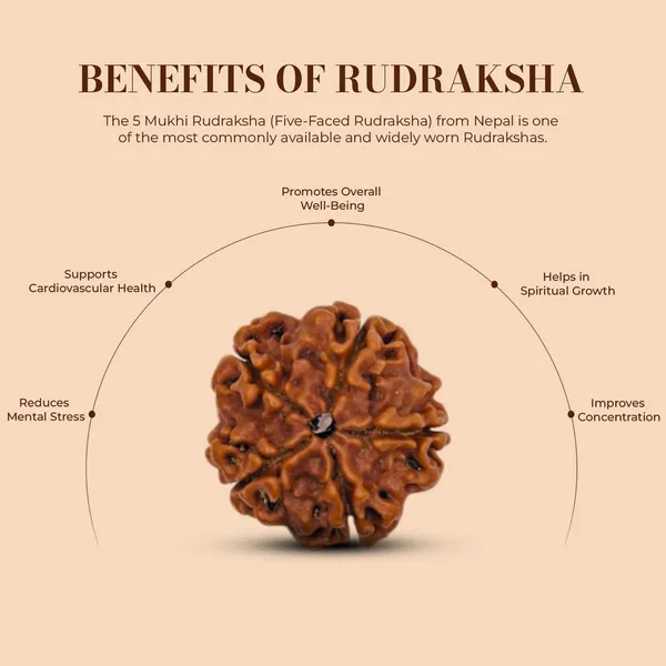 Brown_Rudraksha_Natural_5_Mukhi_Silver_Cap_Pendant_For_Unisex