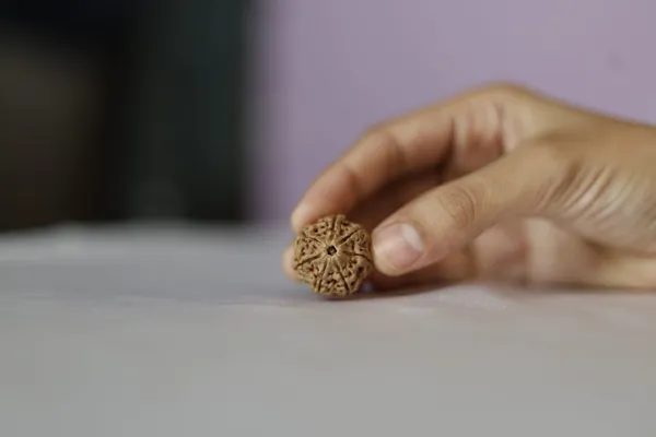 Brown_Rudraksha_Bead