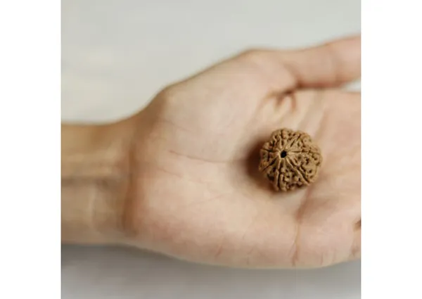 7_Mukhi_Original_Nepali_Rudraksha