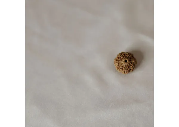 7_Mukhi_Original_Nepali_Rudraksha
