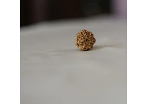 7_Mukhi_Original_Nepali_Rudraksha