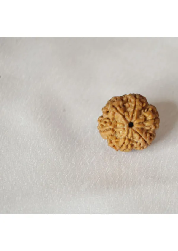 7_Mukhi_Original_Nepali_Rudraksha