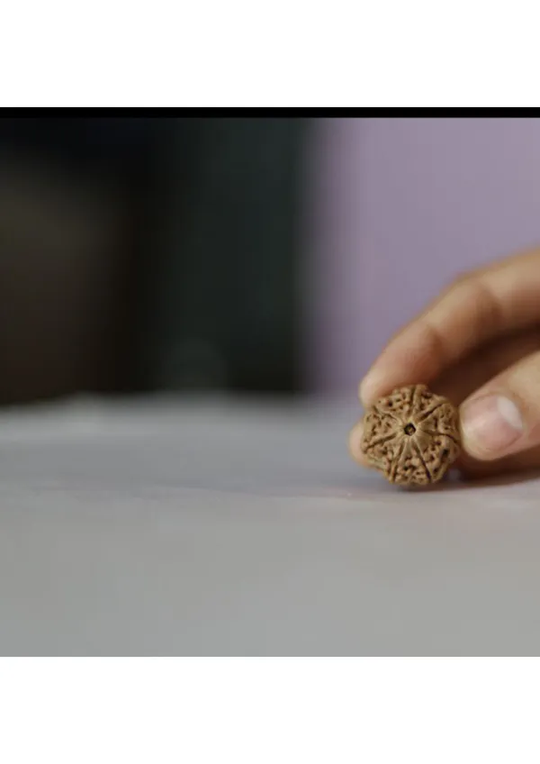 7_Mukhi_Original_Nepali_Rudraksha