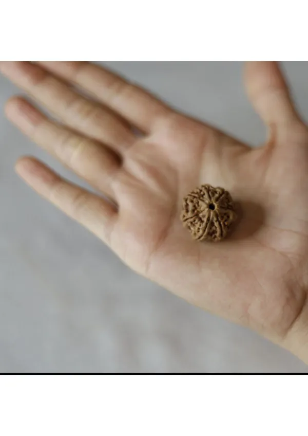 7_Mukhi_Original_Nepali_Rudraksha