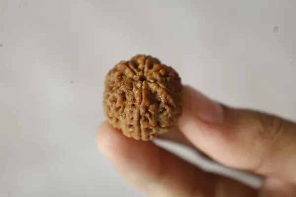 Brown_Rudraksha_Spiritual_Bead