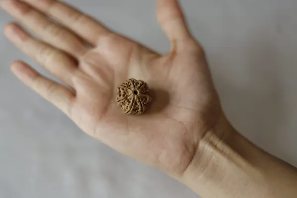 Brown_Rudraksha_Bead