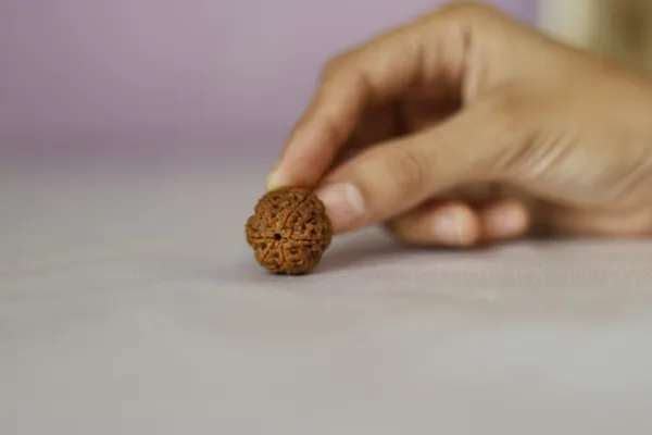Brown_Rudraksha_Spiritual_Bead
