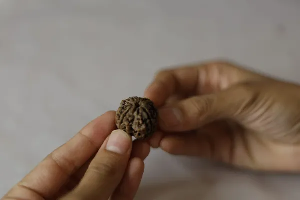 Natural_Brown_Rudraksha_Bead