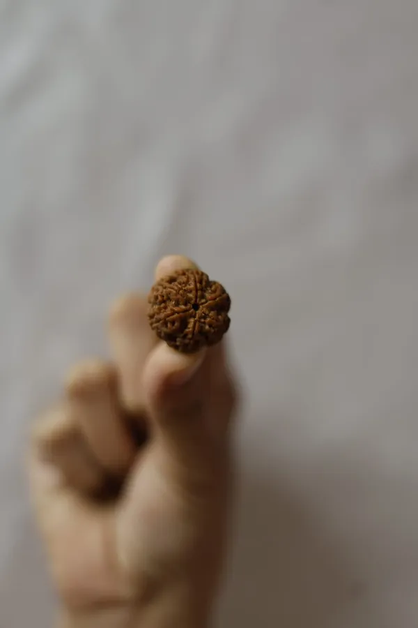 Brown_Rudraksha_Spiritual_Bead