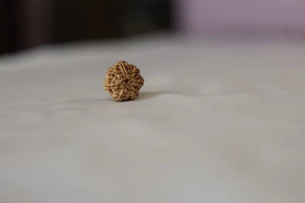 Brown_Rudraksha_Bead