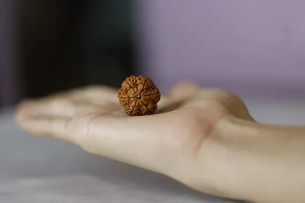 Brown_Rudraksha_Spiritual_Bead