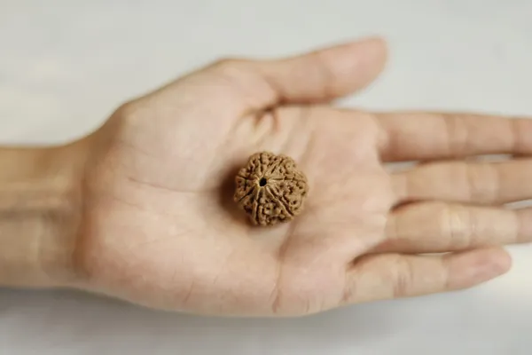 Brown_Rudraksha_Bead