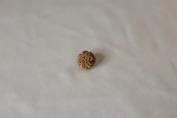 Brown_Rudraksha_Bead