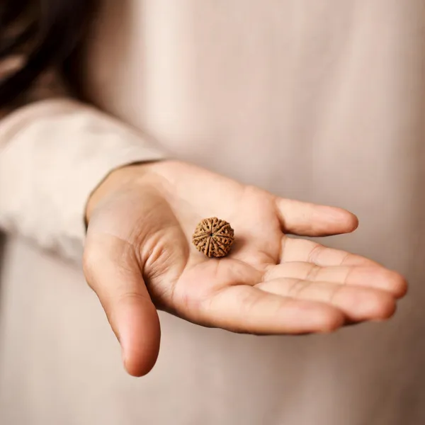 Brown_6_Mukhi_Rudraksha_Bead