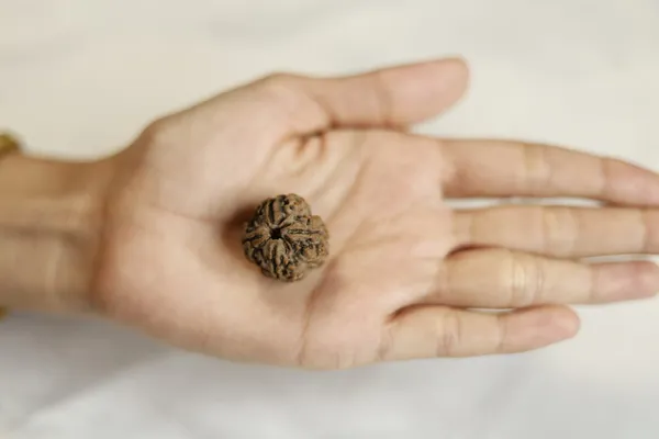 Natural_Brown_Rudraksha_Bead