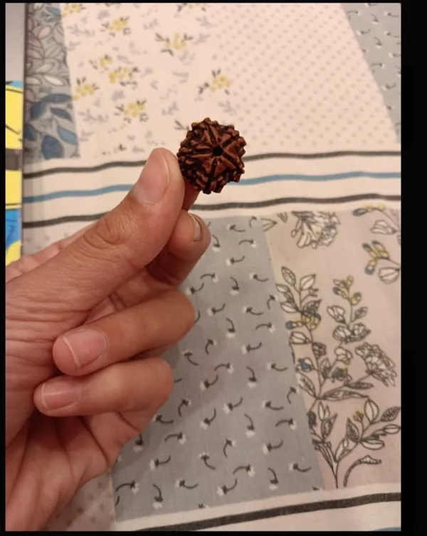 Brown_Rudraksha_Prayer_Bead