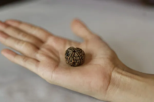 Natural_Brown_Rudraksha_Bead