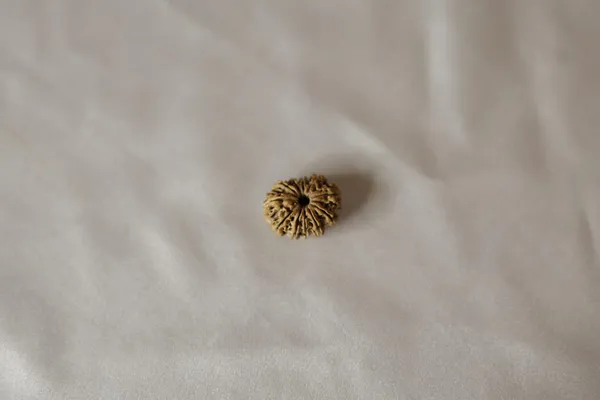 Brown_Textured_Rudraksha_Bead
