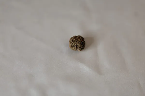 Natural_Brown_Rudraksha_Bead