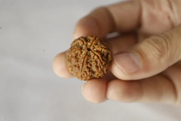 Brown_Rudraksha_Spiritual_Bead
