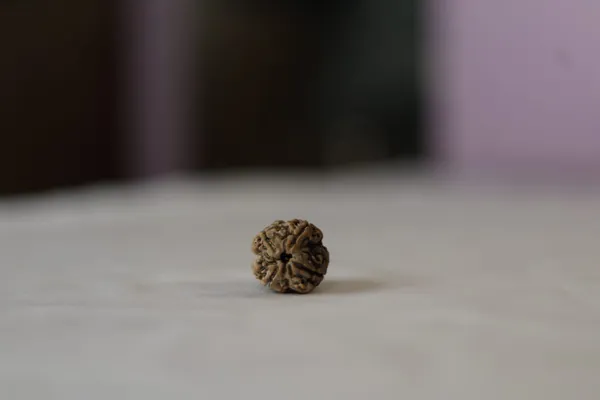 Natural_Brown_Rudraksha_Bead