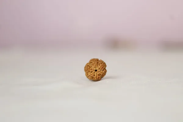 Brown_Rudraksha_Spiritual_Bead