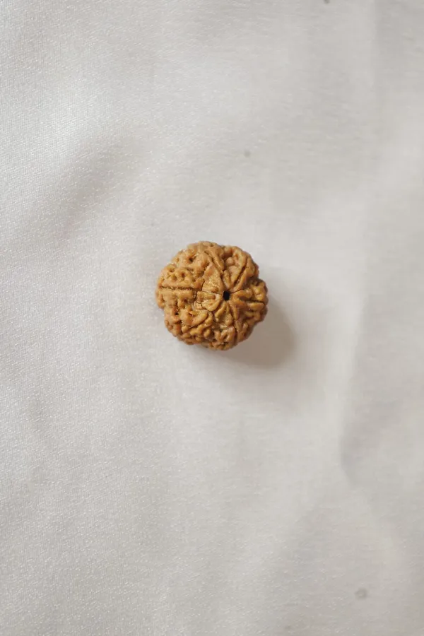 Brown_Rudraksha_Bead