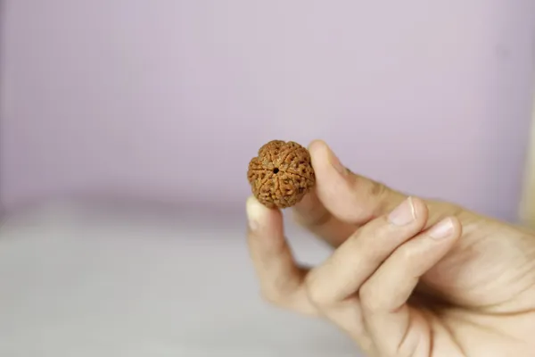 Brown_Rudraksha_Spiritual_Bead