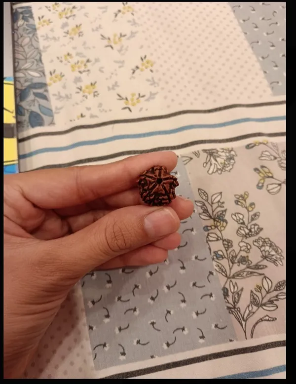 Brown_Rudraksha_Prayer_Bead