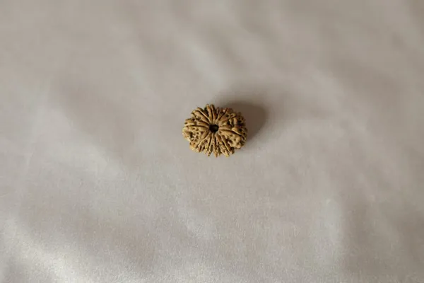 Brown_Textured_Rudraksha_Bead
