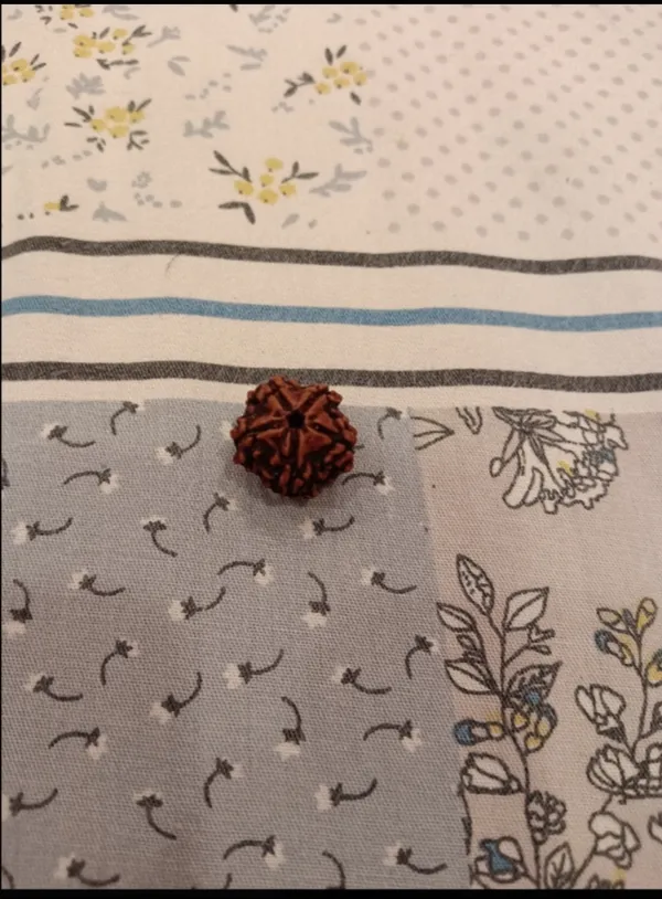 Brown_Rudraksha_Prayer_Bead